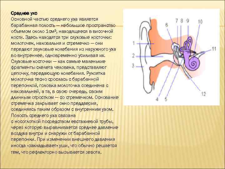 Полость внутреннего уха заполнена воздухом. Частями среднего уха являются. Функция стремечка в ухе человека. Слуховые косточки передают колебания. Функции косточек среднего уха.