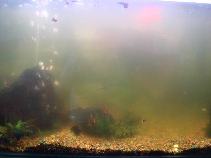Вода в аквариуме после запуска стала мутной: причины и способы их устранения