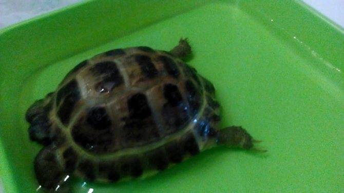 Уход за водной черепахой в домашних условиях