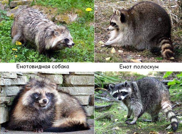 Енот - подробное описание животного, где обитает, чем питается