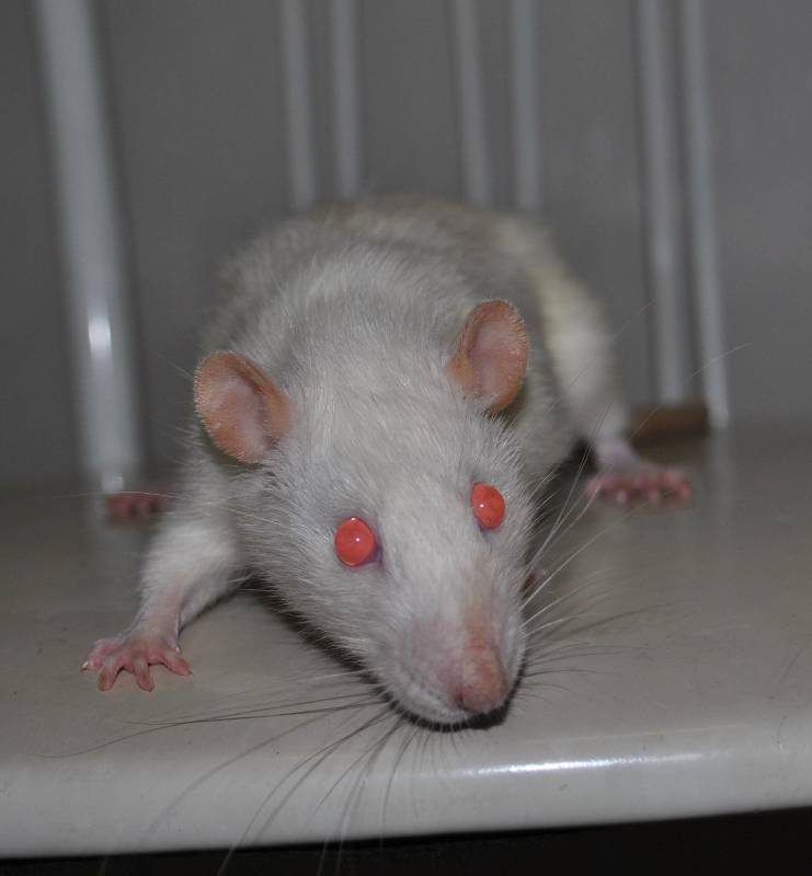 Кудрявые крысы «рексы» - особенности породы - люблю хомяков