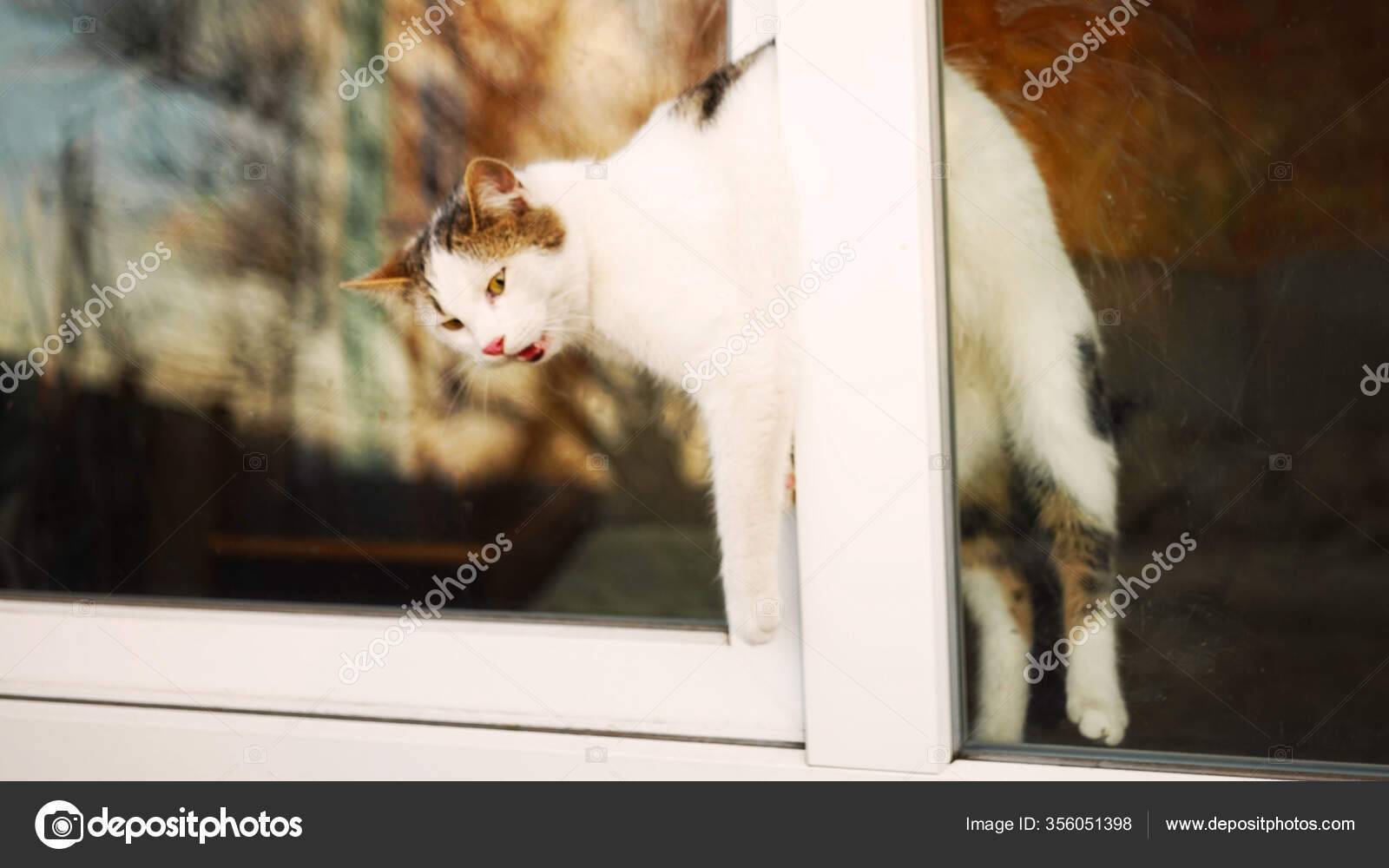 Кот выпал из окна: что делать при различных видах травм