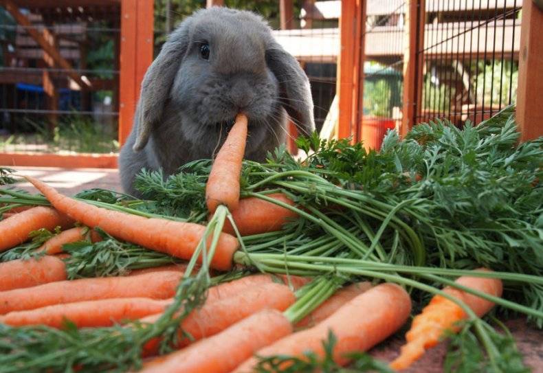 На сколько опасно и полезно – ли давать кроликам морковку