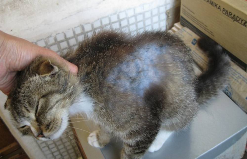 Как вывести шерсть из желудка кошки - блог магазина zootovary.com