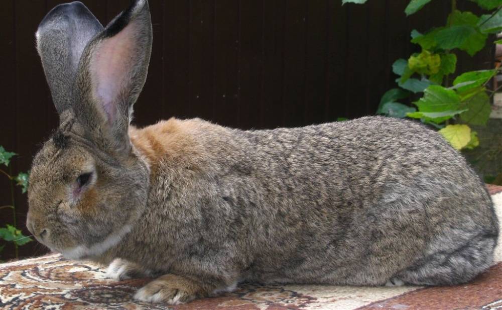 Порода кроликов большое светлое серебро: описание, внешний вид и фото бсс