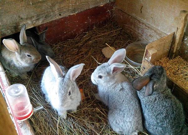 Советы начинающим по содержанию и выращиванию кроликов в домашних условиях