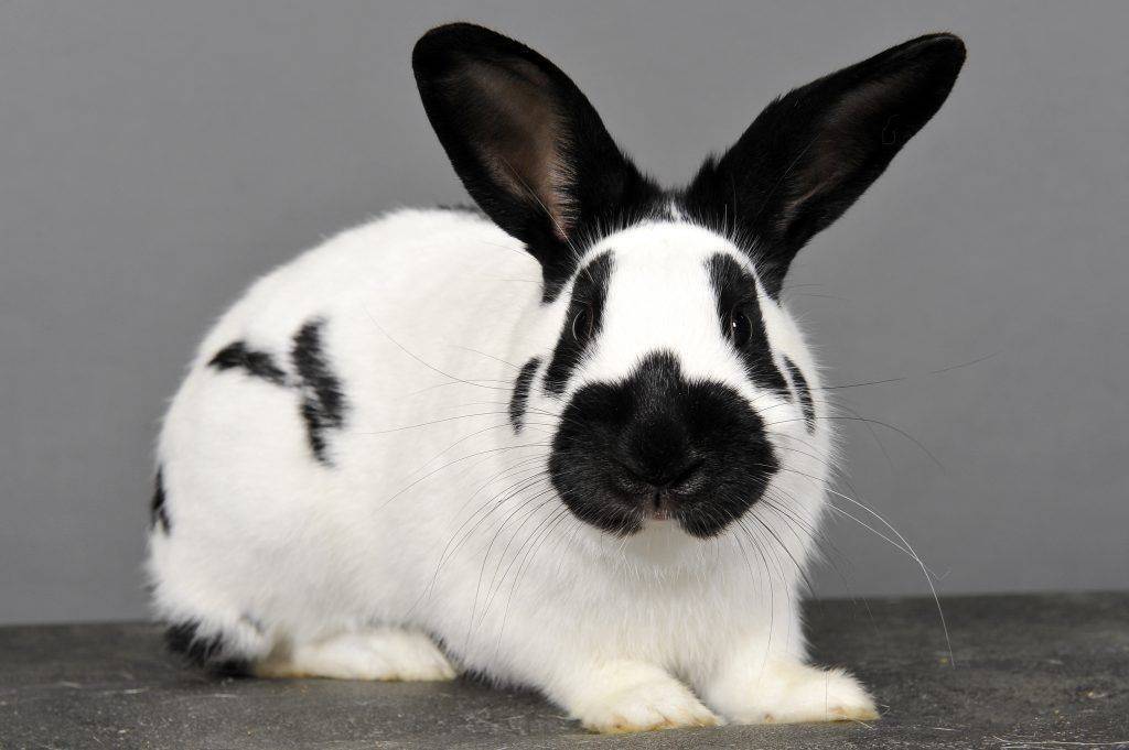 Кролик породы немецкий строкач: описание и характеристика