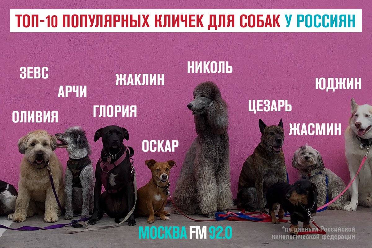 ᐉ как назвать щенка мальчика дворняжку рыжего цвета – имя для собаки мужского пола - zooshop-76.ru