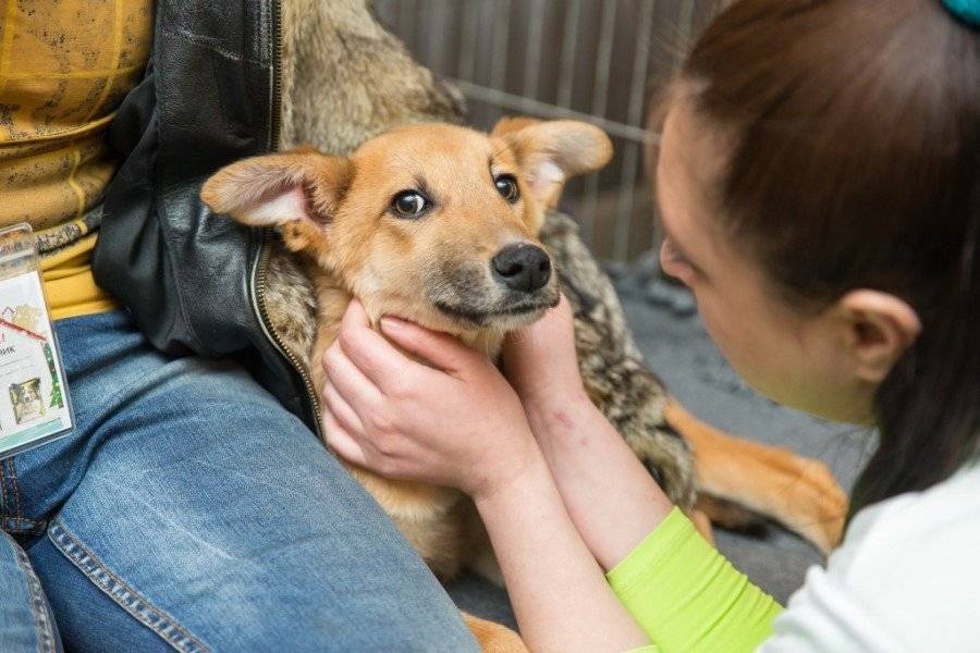 Приют для собак: в каком можно взять щенка