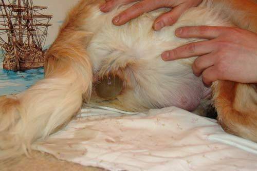 Выделения из петли у собаки: белые после течки, гнойные, зелёные или коричневые, у щенков и взрослых питомцев, жёлтые, бесцветные и кровяные, лечение