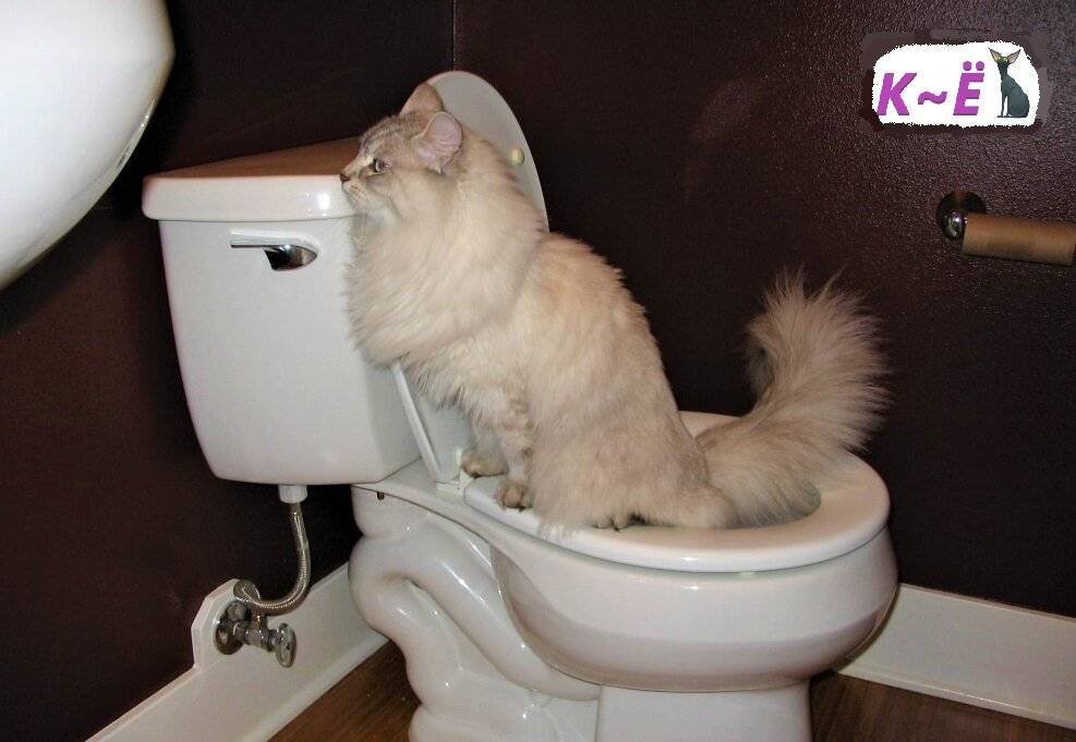 Кот часто ходит в туалет по маленькому по чуть-чуть: причины, диагностика и лечение