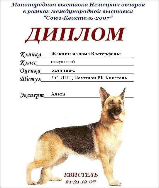 Клички для немецкой овчарки мальчика - красивые имена со значением для кобеля.
