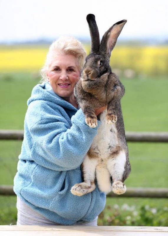 Какая порода самых больших кроликов, самые знаменитые гигантские кролики в мире
