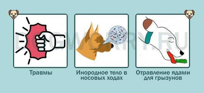 Кровь из заднего прохода