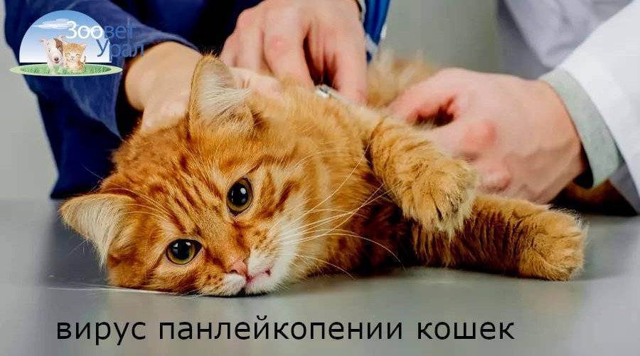 Энтерит у кошек: признаки и лечение заболевания, в том числе у котят, меры профилактики