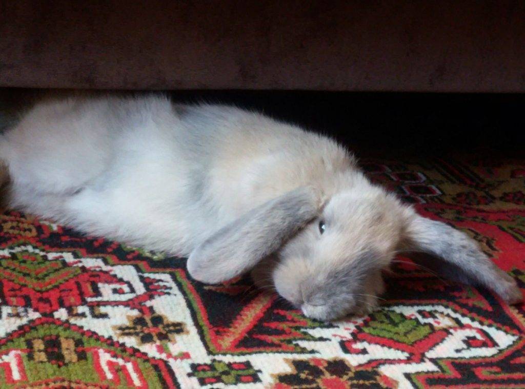 Продолжительность сна у декоративных кроликов: спят ли они с открытыми глазами