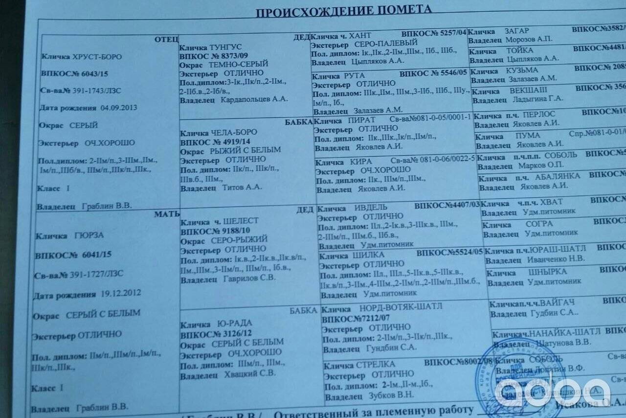 Клички для собак породы лайка: основные секреты выбора