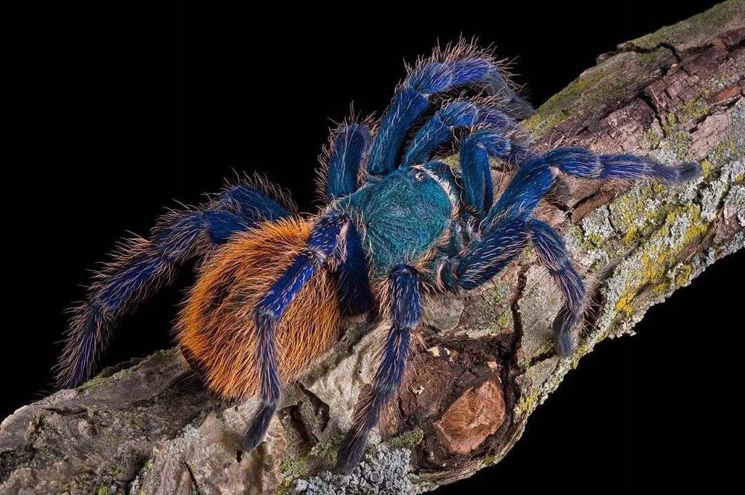 Синий птицеед: цириопагопус и другие виды голубых пауков