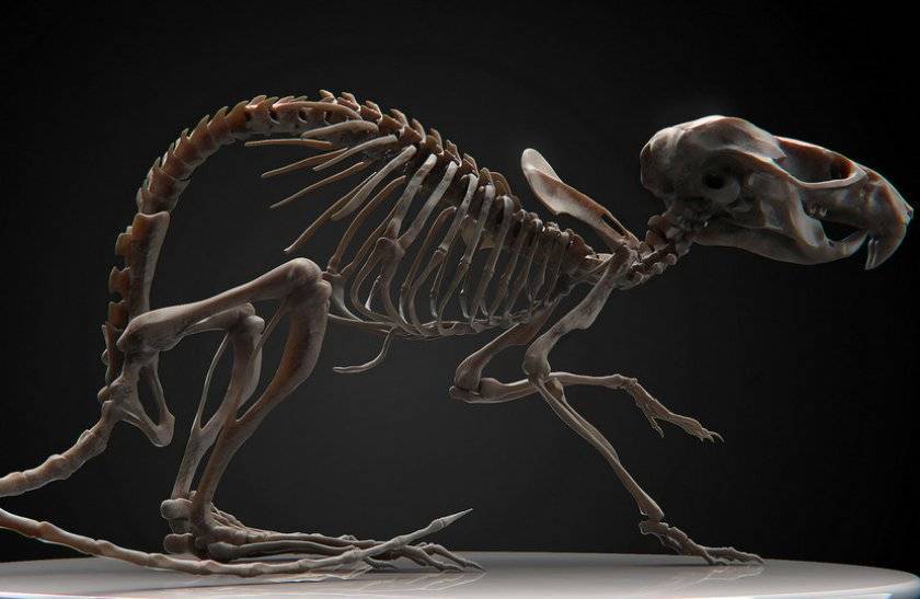 Скелет и анатомия крысы, особенности черепа, внутреннее строение и расположение органов