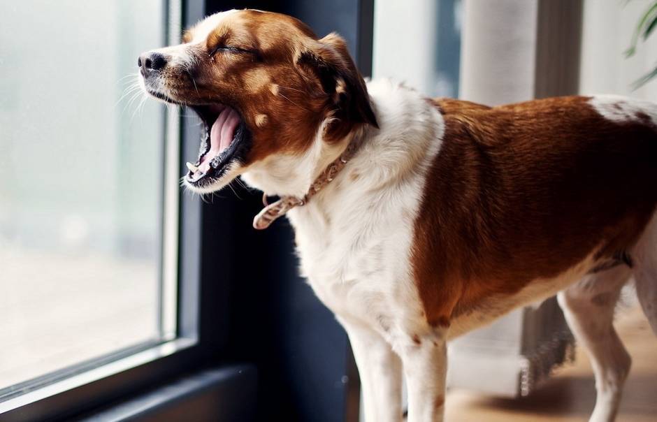 10 простых методов отучить собаку лаять дома
