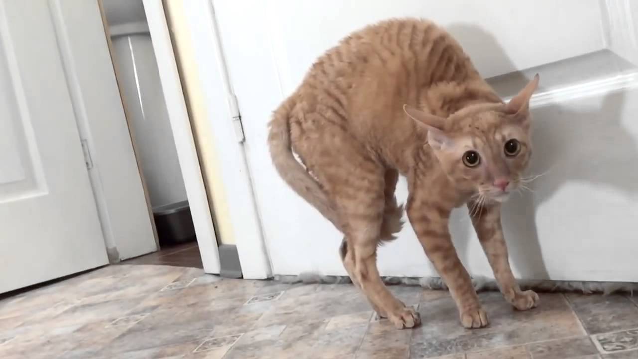 Кошка боится громких звуков.