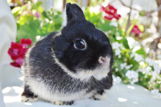 Цветной карлик — всем кроликам кролик