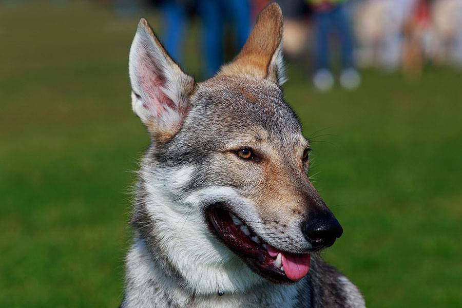 Чехословацкая волчья собака (чешский влчак) - описание породы, характер пса, фото | petguru