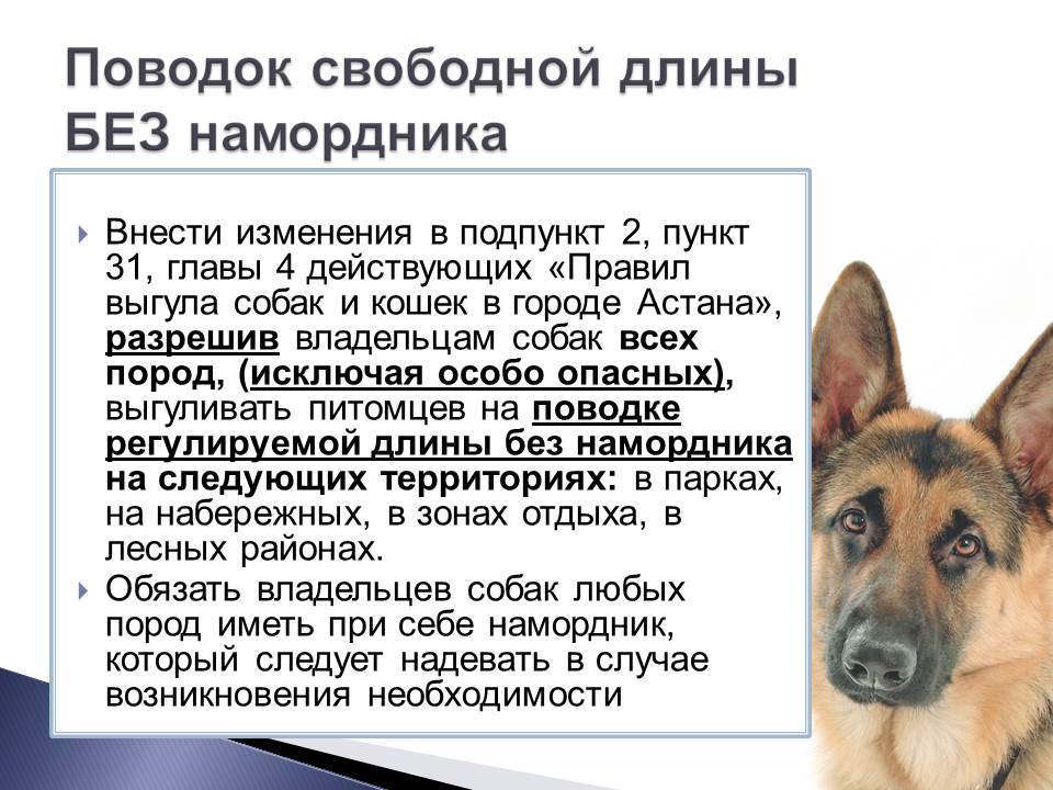 Правила и закон о выгуле собак 2021: намордники, поводки и их отсутствие, где можно гулять и ответственность за нарушение