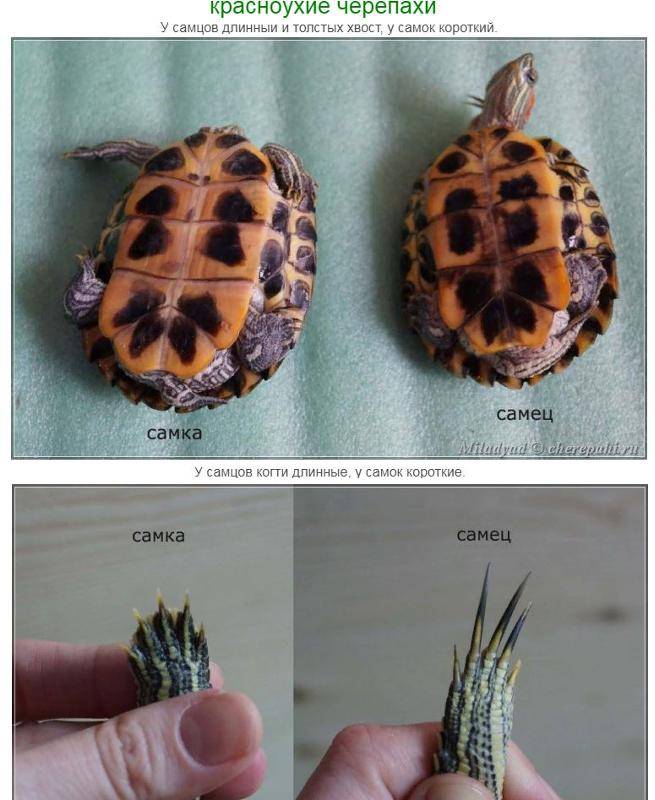 Как определить пол водной красноухой черепахи