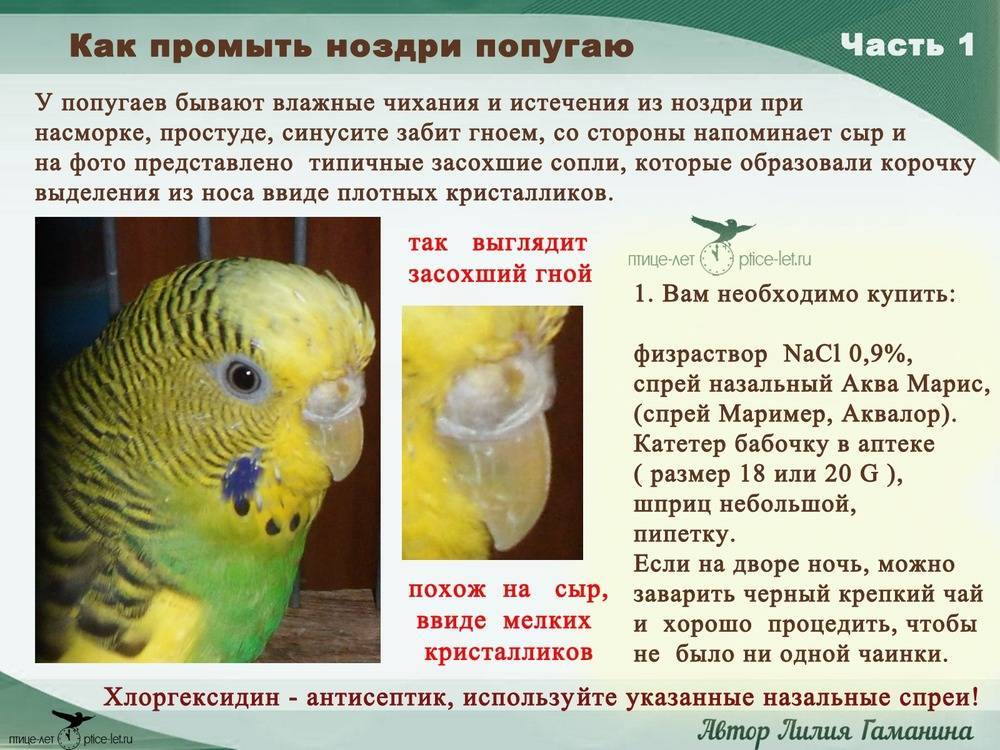Александрийский попугай: описание, виды, размножение, условия содержания