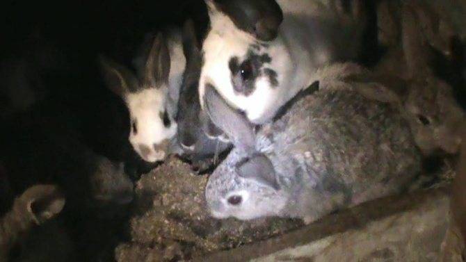 Почему крольчиха съедает своих крольчат, отказывается от молодняка или топчет потомство