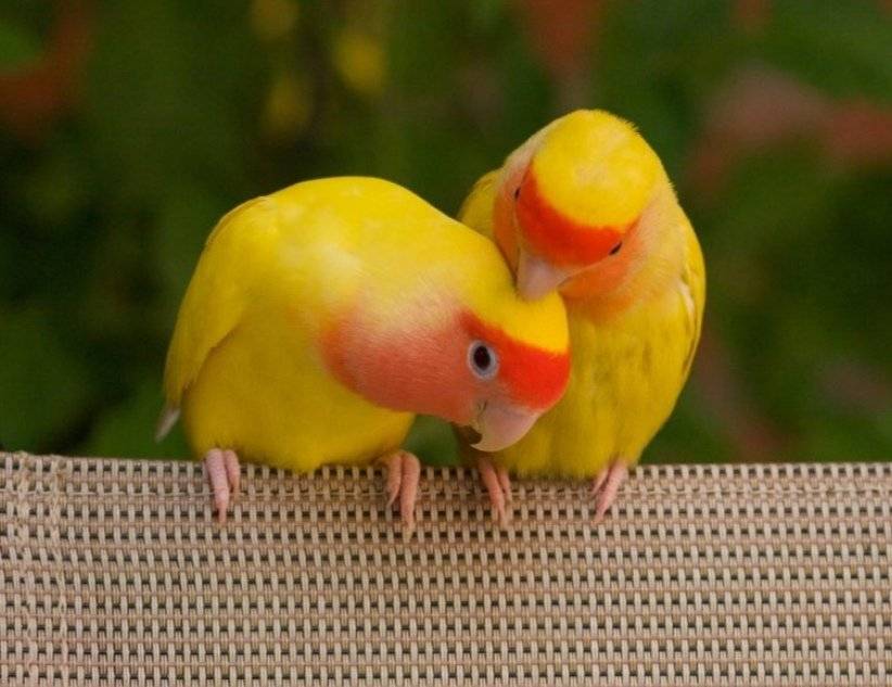 Волнистый попугай (55 фото): описание желтых и зеленых попугайчиков, а также других разновидностей. особенности самок и самцов, отзывы владельцев