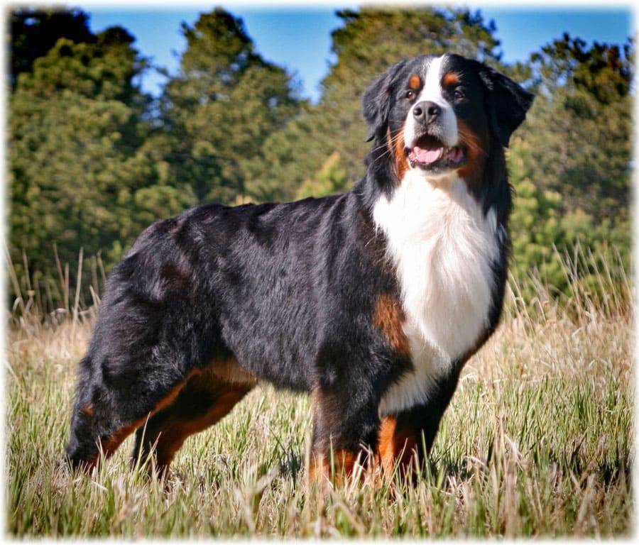 Пастушьи собаки: породы и особенности | hill's