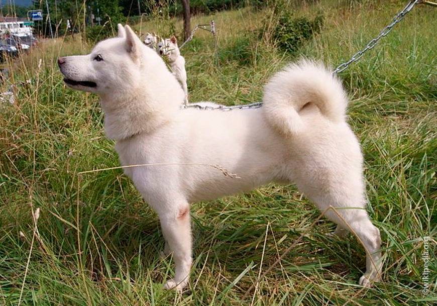 Японские породы собак: фото с названиям и описаниями | «дай лапу»