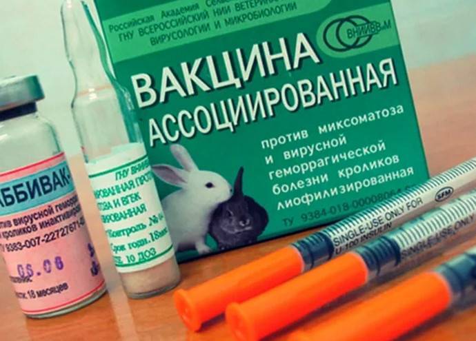 Прививки кроликам от миксоматоза и вгбк: когда делать, дозировка. ассоциированная вакцина против миксоматоза и вирусной геморрагической болезни кроликов