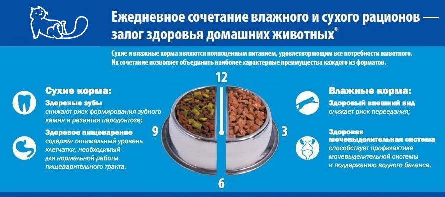 Можно ли кормить собаку сухим кормом и кашей одновременно