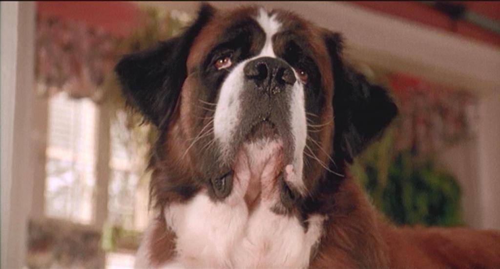 Сенбернар — звездная порода собак из кинофильма «бетховен»