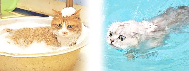 Почему кошки боятся воды: причины, о которых вы знали или только догадывались | ваши питомцы
