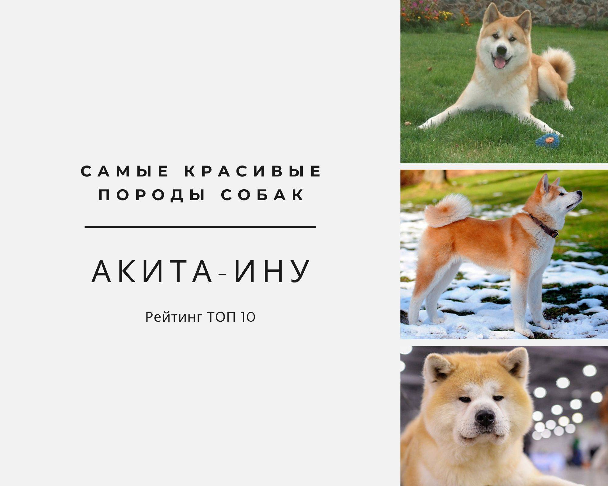 ᐉ какая порода собак снималась в фильме хатико, на какой цнцахики пес? - zoo-mamontenok.ru