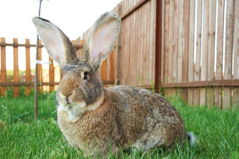 Кролики породы ризен - немецкий великан, описание, разведение, фото и видео | россельхоз.рф