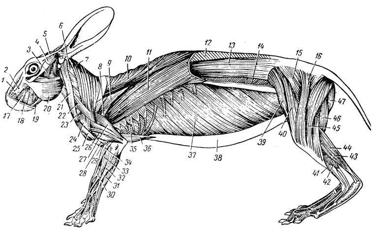 Анатомия кролика: строение скелета, черепа и органов, температура тела кролика