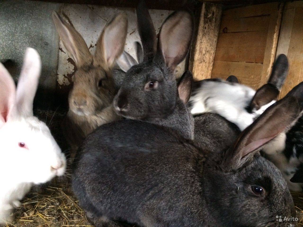 Кролики породы фландр ?: характерные особенности, рацион
