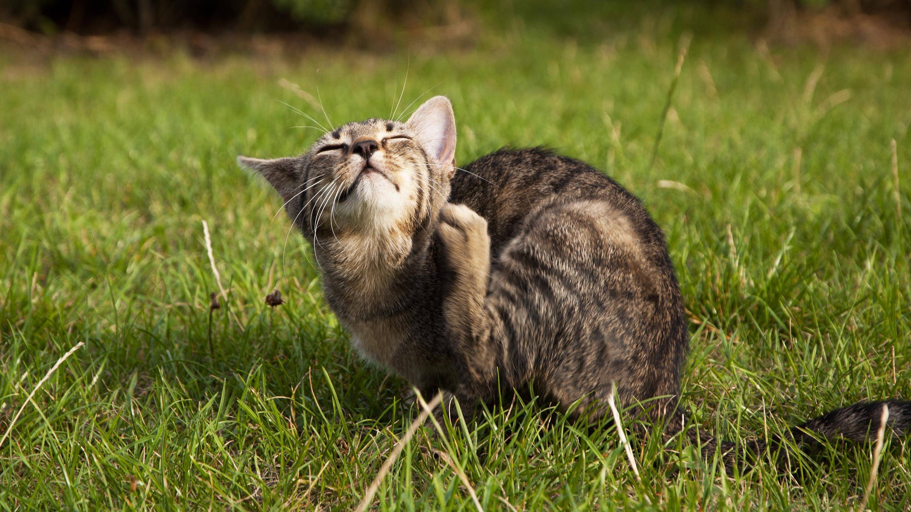 Для чего кошки едят траву