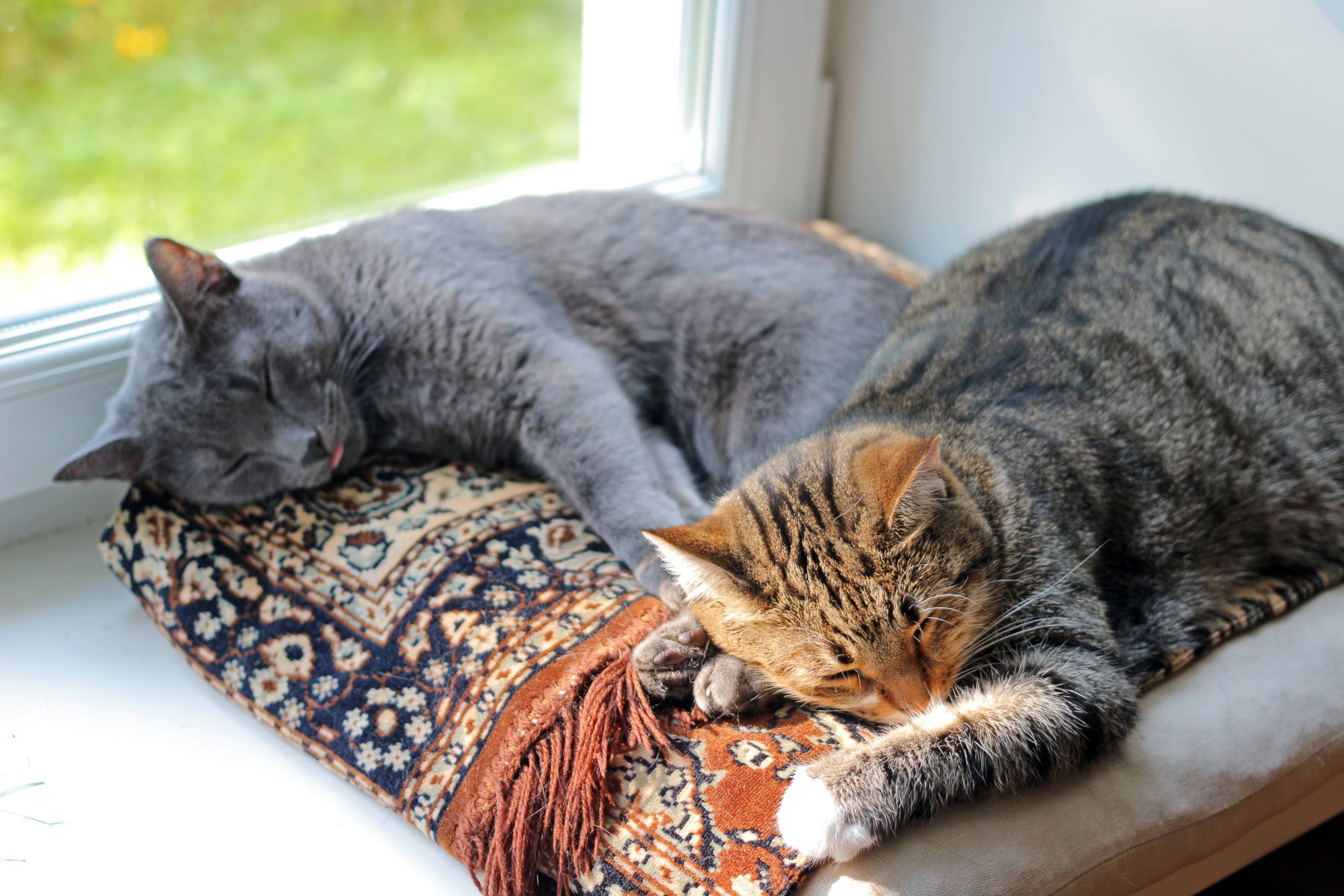 Спящие кошки фото. Спящий кот. Спящие котики. Коты спят.