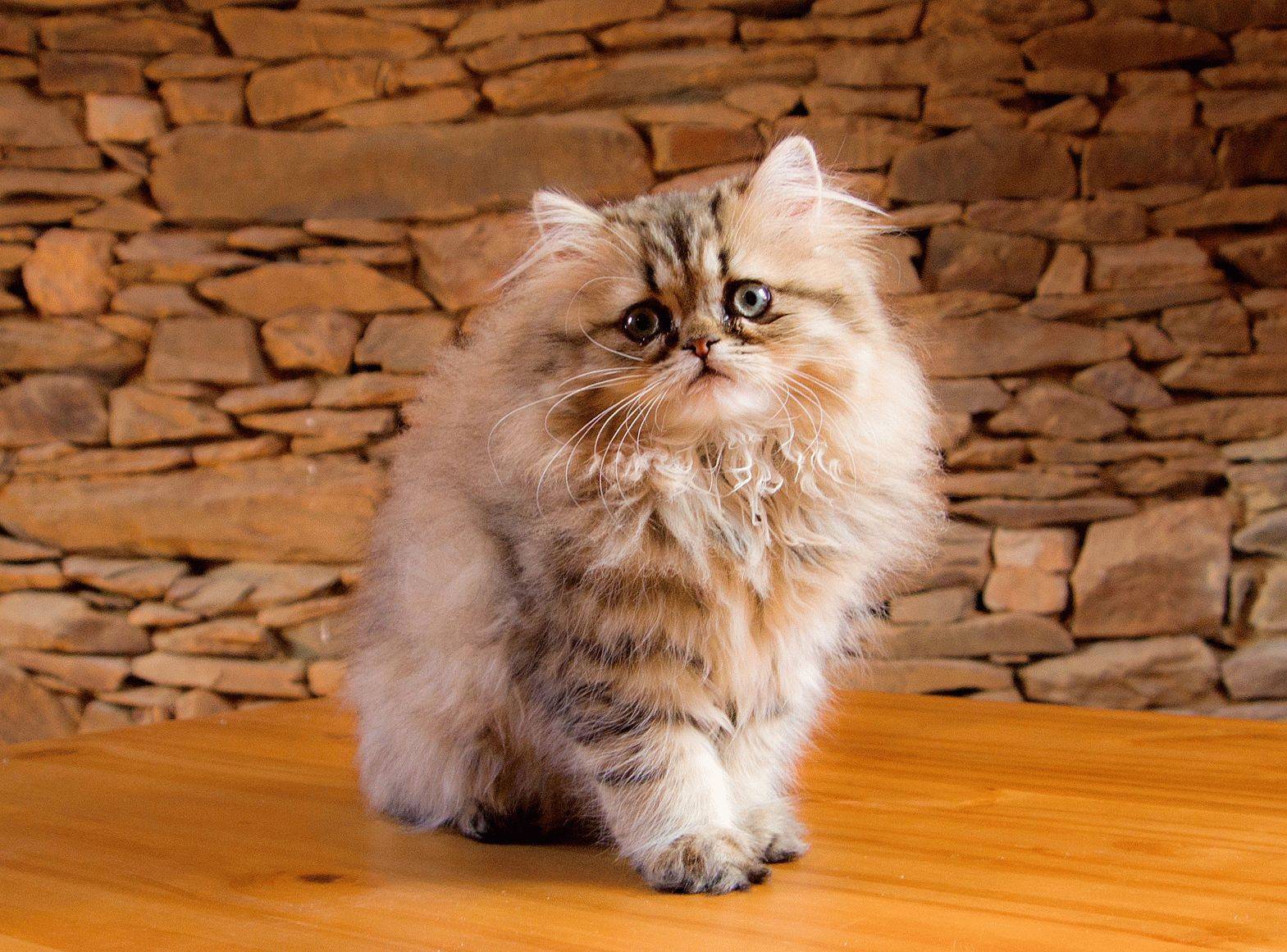 Гималайская кошка или персидский колор-пойнт - коточек