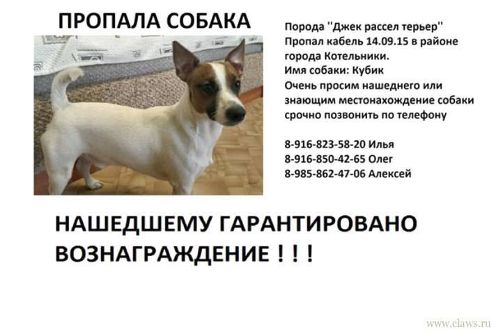 Джек рассел терьер — маленький, но очень надёжный друг