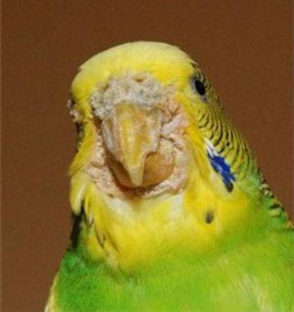 Болезни клюва у попугаев: причины, симптомы, лечение