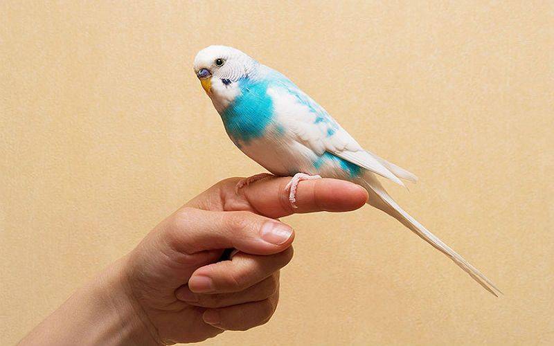 Самый легкий способ как приручить попугая волнистого к рукам 