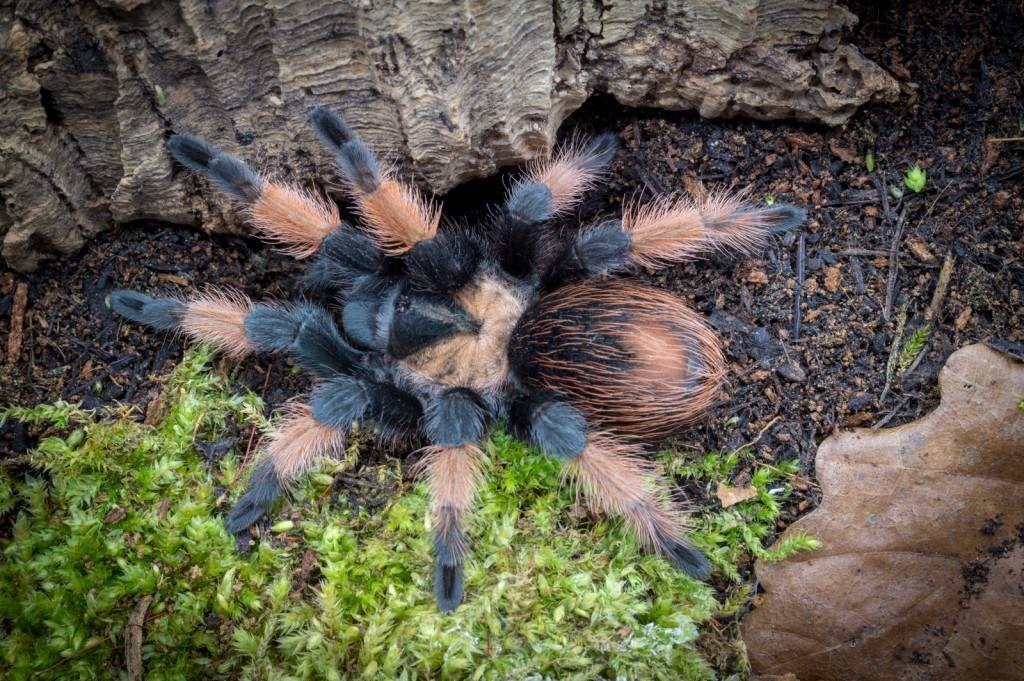 Как выглядит огненноногий паук птицеед brachypelma boehmei?