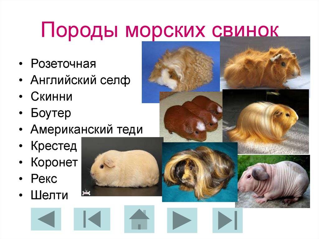 [новое исследование] морская свинка: описание, как выглядит, фото, видео
